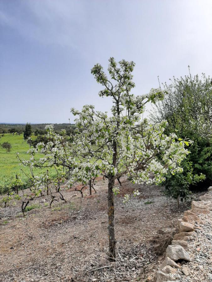 Monte Da Casa Branca By Hi Alentejo Villa São Bartolomeu da Serra Dış mekan fotoğraf